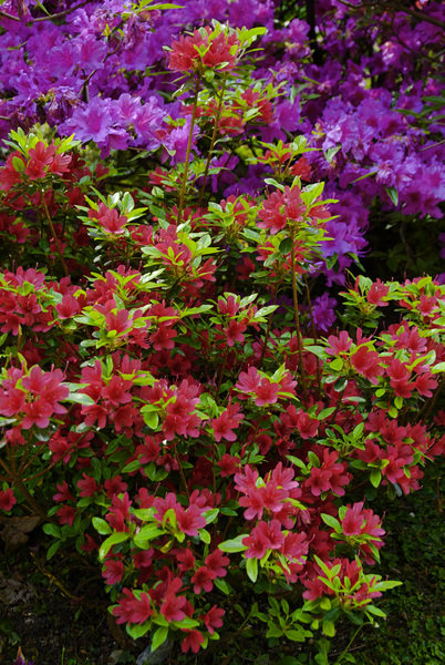 Floral Display